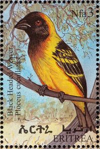 Black-headed Weaver (Ploceus cucullatus)